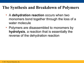 The Synthesis and Breakdown of Polymers
     • A dehydration reaction occurs when two
       monomers bond together through the loss of a
       water molecule
     • Polymers are disassembled to monomers by
       hydrolysis, a reaction that is essentially the
       reverse of the dehydration reaction




© 2011 Pearson Education, Inc.
 