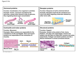 Figure 5.15-b




  Hormonal proteins                                     Receptor proteins
  Function: Coordination of an organism’s activities    Function: Response of cell to chemical stimuli
  Example: Insulin, a hormone secreted by the           Example: Receptors built into the membrane of a
  pancreas, causes other tissues to take up glucose,    nerve cell detect signaling molecules released by
  thus regulating blood sugar concentration             other nerve cells.


                                                                                                 Receptor
                                                              Signaling                          protein
                         Insulin
           High         secreted           Normal             molecules
        blood sugar                      blood sugar

  Contractile and motor proteins                        Structural proteins
  Function: Movement                                    Function: Support
  Examples: Motor proteins are responsible for the      Examples: Keratin is the protein of hair, horns,
  undulations of cilia and flagella. Actin and myosin   feathers, and other skin appendages. Insects and
  proteins are responsible for the contraction of       spiders use silk fibers to make their cocoons and webs,
  muscles.                                              respectively. Collagen and elastin proteins provide a
                                                        fibrous framework in animal connective tissues.

                            Actin      Myosin
                                                                                              Collagen



  Muscle tissue                                         Connective
                  100 µm                                tissue            60 µm
 