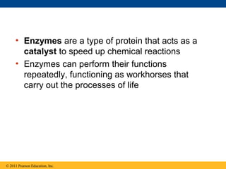 • Enzymes are a type of protein that acts as a
       catalyst to speed up chemical reactions
     • Enzymes can perform their functions
       repeatedly, functioning as workhorses that
       carry out the processes of life




© 2011 Pearson Education, Inc.
 