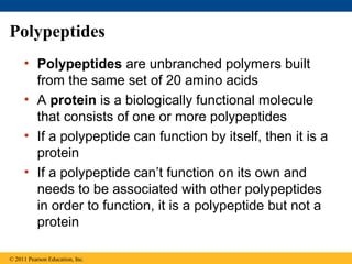 Polypeptides
     • Polypeptides are unbranched polymers built
       from the same set of 20 amino acids
     • A protein is a biologically functional molecule
       that consists of one or more polypeptides
     • If a polypeptide can function by itself, then it is a
       protein
     • If a polypeptide can’t function on its own and
       needs to be associated with other polypeptides
       in order to function, it is a polypeptide but not a
       protein

© 2011 Pearson Education, Inc.
 