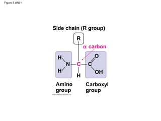 Figure 5.UN01




                Side chain (R group)


                           α carbon




                 Amino      Carboxyl
                 group      group
 