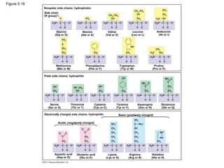 Figure 5.16
              Nonpolar side chains; hydrophobic
              Side chain
              (R group)




                       Glycine             Alanine                Valine               Leucine            Isoleucine
                      (Gly or G)          (Ala or A)            (Val or V)            (Leu or L)            (Ile or I)




                      Methionine                Phenylalanine                Tryptophan                Proline
                      (Met or M)                  (Phe or F)                  (Trp or W)              (Pro or P)

              Polar side chains; hydrophilic




                  Serine           Threonine          Cysteine          Tyrosine           Asparagine        Glutamine
                (Ser or S)         (Thr or T)        (Cys or C)         (Tyr or Y)         (Asn or N)        (Gln or Q)

              Electrically charged side chains; hydrophilic                  Basic (positively charged)

                        Acidic (negatively charged)




                     Aspartic acid     Glutamic acid              Lysine             Arginine        Histidine
                      (Asp or D)         (Glu or E)             (Lys or K)          (Arg or R)       (His or H)
 