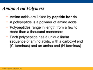 Amino Acid Polymers
     • Amino acids are linked by peptide bonds
     • A polypeptide is a polymer of amino acids
     • Polypeptides range in length from a few to
       more than a thousand monomers
     • Each polypeptide has a unique linear
       sequence of amino acids, with a carboxyl end
       (C-terminus) and an amino end (N-terminus)




© 2011 Pearson Education, Inc.
 