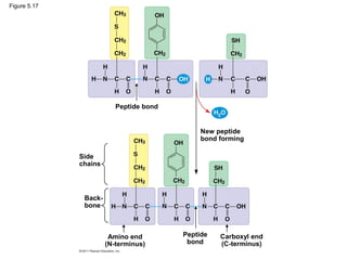 Figure 5.17




                          Peptide bond


                                              New peptide
                                              bond forming

              Side
              chains




               Back-
               bone



                        Amino end        Peptide   Carboxyl end
                       (N-terminus)       bond     (C-terminus)
 