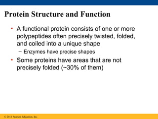 Protein Structure and Function
     • A functional protein consists of one or more
       polypeptides often precisely twisted, folded,
       and coiled into a unique shape
            – Enzymes have precise shapes
     • Some proteins have areas that are not
       precisely folded (~30% of them)




© 2011 Pearson Education, Inc.
 