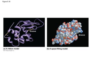 Figure 5.18




                      Groove

                                                           Groove




 (a) A ribbon model            (b) A space-filling model
 