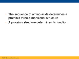 • The sequence of amino acids determines a
       protein’s three-dimensional structure
     • A protein’s structure determines its function




© 2011 Pearson Education, Inc.
 