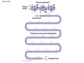 Figure 5.20a
                              Primary structure

               Amino
               acids




                         Amino end




                       Primary structure of transthyretin




                                              Carboxyl end
 