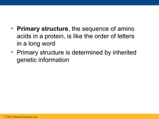 • Primary structure, the sequence of amino
       acids in a protein, is like the order of letters
       in a long word
     • Primary structure is determined by inherited
       genetic information




© 2011 Pearson Education, Inc.
 