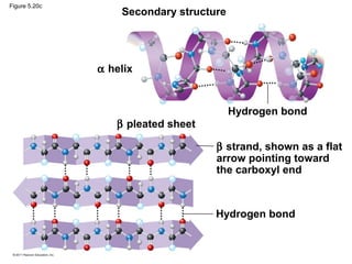 Figure 5.20c
                   Secondary structure




               α helix


                                         Hydrogen bond
                  β pleated sheet

                                    β strand, shown as a flat
                                    arrow pointing toward
                                    the carboxyl end



                                    Hydrogen bond
 