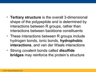 • Tertiary structure is the overall 3-dimensional
       shape of the polypeptide and is determined by
       interactions between R groups, rather than
       interactions between backbone constituents
     • These interactions between R groups include
       hydrogen bonds, ionic bonds, hydrophobic
       interactions, and van der Waals interactions
     • Strong covalent bonds called disulfide
       bridges may reinforce the protein’s structure


© 2011 Pearson Education, Inc.
 
