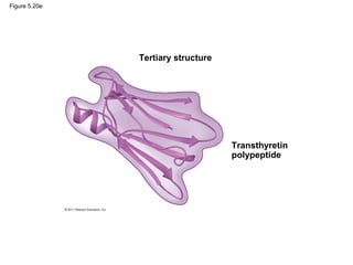 Figure 5.20e




               Tertiary structure




                                    Transthyretin
                                    polypeptide
 