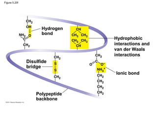 Figure 5.20f




                     Hydrogen
                     bond
                                 Hydrophobic
                                 interactions and
                                 van der Waals
                                 interactions
               Disulfide
               bridge
                                 Ionic bond



                   Polypeptide
                   backbone
 
