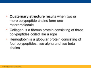 • Quaternary structure results when two or
       more polypeptide chains form one
       macromolecule
     • Collagen is a fibrous protein consisting of three
       polypeptides coiled like a rope
     • Hemoglobin is a globular protein consisting of
       four polypeptides: two alpha and two beta
       chains




© 2011 Pearson Education, Inc.
 