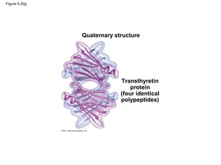 Figure 5.20g




               Quaternary structure




                            Transthyretin
                                protein
                            (four identical
                            polypeptides)
 