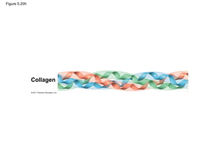 Figure 5.20h




               Collagen
 
