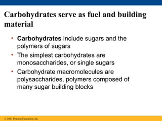 Carbohydrates serve as fuel and building
material
     • Carbohydrates include sugars and the
       polymers of sugars
     • The simplest carbohydrates are
       monosaccharides, or single sugars
     • Carbohydrate macromolecules are
       polysaccharides, polymers composed of
       many sugar building blocks



© 2011 Pearson Education, Inc.
 