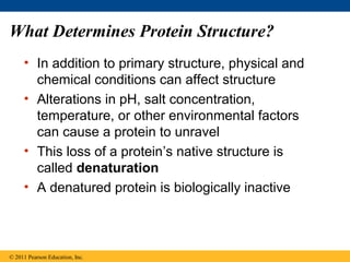 What Determines Protein Structure?
     • In addition to primary structure, physical and
       chemical conditions can affect structure
     • Alterations in pH, salt concentration,
       temperature, or other environmental factors
       can cause a protein to unravel
     • This loss of a protein’s native structure is
       called denaturation
     • A denatured protein is biologically inactive



© 2011 Pearson Education, Inc.
 