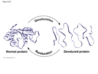 Figure 5.22




                     Denaturat ion




    Normal protein   Re                  Denatured protein
                        na   turat ion
 