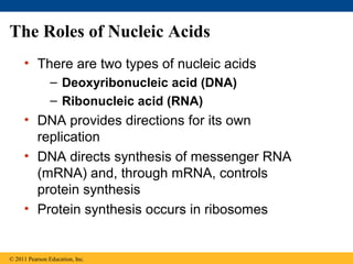The Roles of Nucleic Acids
     • There are two types of nucleic acids
                – Deoxyribonucleic acid (DNA)
                – Ribonucleic acid (RNA)
     • DNA provides directions for its own
       replication
     • DNA directs synthesis of messenger RNA
       (mRNA) and, through mRNA, controls
       protein synthesis
     • Protein synthesis occurs in ribosomes


© 2011 Pearson Education, Inc.
 
