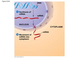 Figure 5.25-2
                                 DNA



                1 Synthesis of
                  mRNA
                                 mRNA



                  NUCLEUS
                                              CYTOPLASM

                                       mRNA
                2 Movement of
                  mRNA into
                  cytoplasm
 