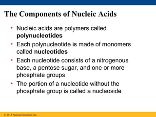 The Components of Nucleic Acids
     • Nucleic acids are polymers called
       polynucleotides
     • Each polynucleotide is made of monomers
       called nucleotides
     • Each nucleotide consists of a nitrogenous
       base, a pentose sugar, and one or more
       phosphate groups
     • The portion of a nucleotide without the
       phosphate group is called a nucleoside


© 2011 Pearson Education, Inc.
 