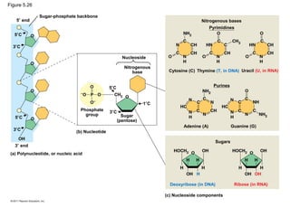 Figure 5.26

               Sugar-phosphate backbone
   5′ end                                                                                 Nitrogenous bases
                                                                                                Pyrimidines
   5′C

  3′C

                                                          Nucleoside

                                                           Nitrogenous
                                                               base        Cytosine (C) Thymine (T, in DNA) Uracil (U, in RNA)


                                                  5′C                                            Purines



                                                                    1′C
                                   Phosphate      3′C
                                     group                Sugar
   5′C
                                                        (pentose)
                                                                                  Adenine (A)              Guanine (G)
  3′C                            (b) Nucleotide

                                                                                                  Sugars
   3′ end
 (a) Polynucleotide, or nucleic acid




                                                                            Deoxyribose (in DNA)            Ribose (in RNA)

                                                                          (c) Nucleoside components
 