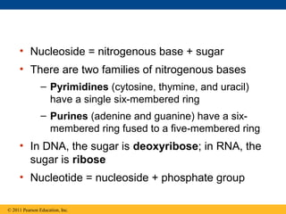 • Nucleoside = nitrogenous base + sugar
     • There are two families of nitrogenous bases
                – Pyrimidines (cytosine, thymine, and uracil)
                  have a single six-membered ring
                – Purines (adenine and guanine) have a six-
                  membered ring fused to a five-membered ring
     • In DNA, the sugar is deoxyribose; in RNA, the
       sugar is ribose
     • Nucleotide = nucleoside + phosphate group

© 2011 Pearson Education, Inc.
 