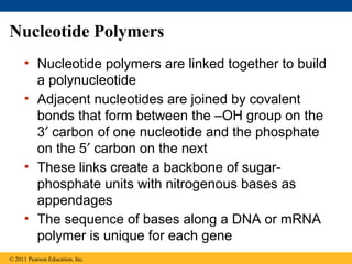 Nucleotide Polymers
     • Nucleotide polymers are linked together to build
       a polynucleotide
     • Adjacent nucleotides are joined by covalent
       bonds that form between the –OH group on the
       3′ carbon of one nucleotide and the phosphate
       on the 5′ carbon on the next
     • These links create a backbone of sugar-
       phosphate units with nitrogenous bases as
       appendages
     • The sequence of bases along a DNA or mRNA
       polymer is unique for each gene
© 2011 Pearson Education, Inc.
 