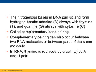 • The nitrogenous bases in DNA pair up and form
       hydrogen bonds: adenine (A) always with thymine
       (T), and guanine (G) always with cytosine (C)
     • Called complementary base pairing
     • Complementary pairing can also occur between
       two RNA molecules or between parts of the same
       molecule
     • In RNA, thymine is replaced by uracil (U) so A
       and U pair


© 2011 Pearson Education, Inc.
 