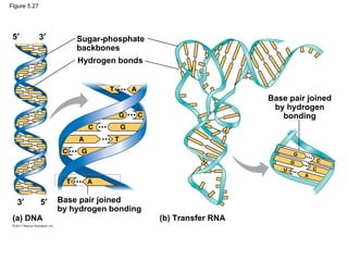 Figure 5.27




 5′           3′       Sugar-phosphate
                       backbones
                       Hydrogen bonds



                                                            Base pair joined
                                                             by hydrogen
                                                               bonding




  3′          5′   Base pair joined
                   by hydrogen bonding
 (a) DNA                                 (b) Transfer RNA
 