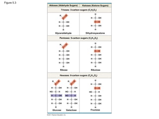 Figure 5.3
             Aldoses (Aldehyde Sugars)    Ketoses (Ketone Sugars)
                       Trioses: 3-carbon sugars (C3H6O3)




                  Glyceraldehyde              Dihydroxyacetone

                      Pentoses: 5-carbon sugars (C5H10O5)




                      Ribose                      Ribulose

                      Hexoses: 6-carbon sugars (C6H12O6)




               Glucose     Galactose              Fructose
 