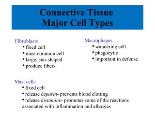 Connective Tissue  Major Cell Types Fibroblasts fixed cell most common cell  large, star-shaped produce fibers Macrophages wandering cell phagocytic important in defense Mast cells fixed cell release  heparin - prevents blood clotting release  histamine - promotes some of the reactions associated with inflammation and allergies 