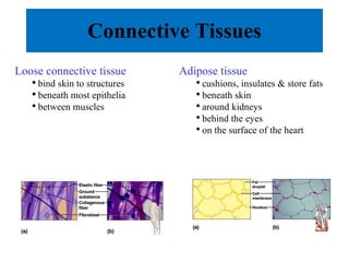 Connective Tissues Loose connective tissue bind skin to structures beneath most epithelia between muscles Adipose tissue cushions, insulates & store fats beneath skin around kidneys behind the eyes on the surface of the heart 