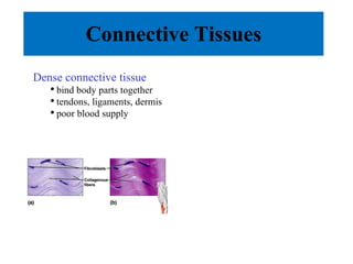 Connective Tissues Dense connective tissue bind body parts together tendons, ligaments, dermis poor blood supply 