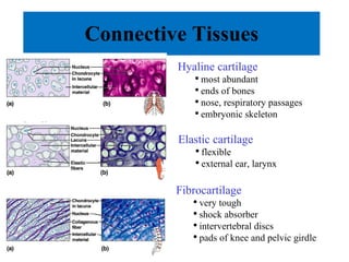 Connective Tissues Cartilage chondrocytes-  cartilage cells poor blood supply Hyaline cartilage most abundant ends of bones nose, respiratory passages embryonic skeleton Elastic cartilage flexible external ear, larynx Fibrocartilage very tough shock absorber intervertebral discs pads of knee and pelvic girdle 