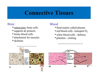 Connective Tissues Blood fluid matrix called plasma red blood cells –transport O 2 white blood cells - defense platelets - clotting Bone osteocytes-  bone cells  supports & protects forms blood cells attachment for muscles skeleton 