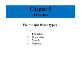 Chapter 5 Tissues Four major tissue types Epithelial Connective Muscle Nervous 