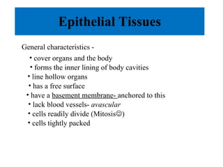Epithelial Tissues General characteristics - cover organs and the body forms the inner lining of body cavities line hollow organs has a free surface have a  basement membrane-  anchored to this lack blood vessels-  avascular cells readily divide (Mitosis  ) cells tightly packed 
