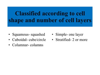 Classified according to cell shape and number of cell layers Squamous- squashed Cuboidal- cube/circle Columnar- columns Simple- one layer Stratified- 2 or more 