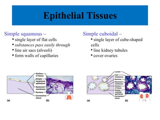 Epithelial Tissues Simple squamous  – single layer of flat cells substances pass easily through line air sacs (alveoli) form walls of capillaries Simple cuboidal  – single layer of cube-shaped cells line kidney tubules cover ovaries 