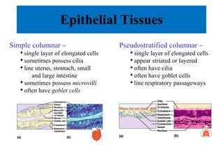 Epithelial Tissues Simple columnar  – single layer of elongated cells sometimes possess cilia line uterus, stomach, small  and large intestine sometimes possess  microvilli often have  goblet cells Pseudostratified columnar  – single layer of elongated cells appear striated or layered often have cilia often have goblet cells line respiratory passageways 