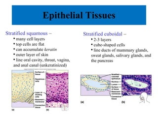 Epithelial Tissues Stratified squamous  –  many cell layers top cells are flat can accumulate  keratin outer layer of skin line oral cavity, throat, vagina, and anal canal (unkeratinized) Stratified cuboidal  –  2-3 layers cube-shaped cells line ducts of mammary glands, sweat glands, salivary glands, and the pancreas 