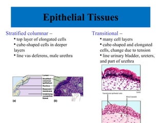 Epithelial Tissues Stratified columnar  – top layer of elongated cells cube-shaped cells in deeper layers line vas deferens, male urethra Transitional  – many cell layers cube-shaped and elongated cells, change due to tension line urinary bladder, ureters, and part of urethra 
