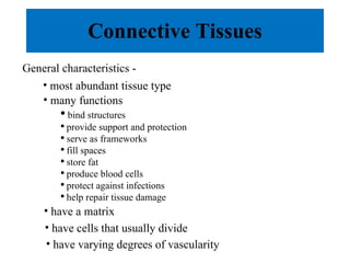 Connective Tissues General characteristics - most abundant tissue type many functions  bind structures provide support and protection serve as frameworks fill spaces store fat produce blood cells protect against infections help repair tissue damage have a matrix have varying degrees of vascularity have cells that usually divide 