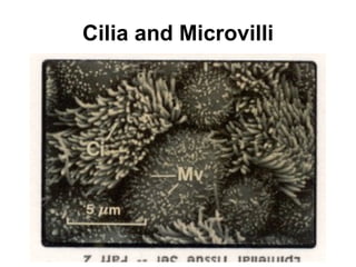 Cilia and Microvilli 