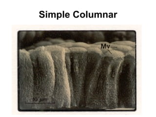 Simple Columnar 