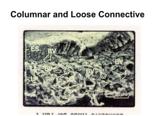 Columnar and Loose Connective 