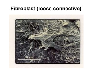 Fibroblast (loose connective) 