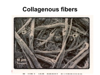Collagenous fibers 